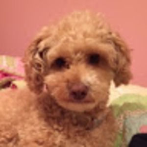 Meet your Posher, Ellen